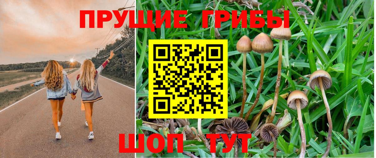 Галлюциногенные грибы Psilocybine cubensis Костомукша